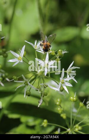 Aglio selvatico (Allium ursinum), fiore con femmina dell'ape di sabbia discendente (Andrena nitida) Foto Stock