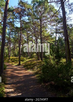 Mistico Darß Primeval Forest, Parco Nazionale della Laguna di Pomerania Occidentale, Meclemburgo-Pomerania Occidentale, Germania Foto Stock