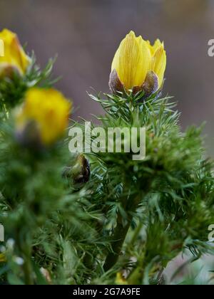 Spring Adonis, Spring Adonisröschen, Adonis vernalis, Foto Stock