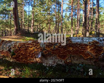 Mistico Darß Primeval Forest, Parco Nazionale della Laguna di Pomerania Occidentale, Meclemburgo-Pomerania Occidentale, Germania Foto Stock