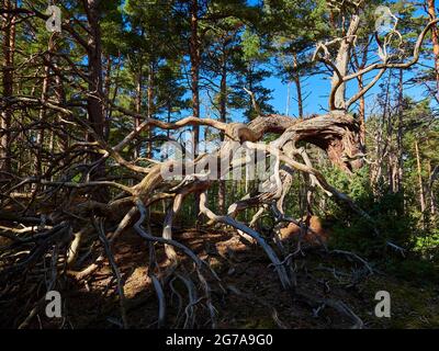 Mistico Darß Primeval Forest, Parco Nazionale della Laguna di Pomerania Occidentale, Meclemburgo-Pomerania Occidentale, Germania Foto Stock