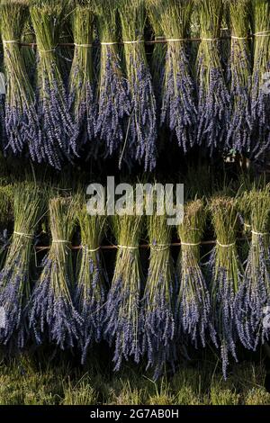 Bouquet di lavanda appendere ad asciugare su una rastrelliera, vicino Sault, Francia, Provenza-Alpi-Côte Azzurra, dipartimento Vaucluse Foto Stock