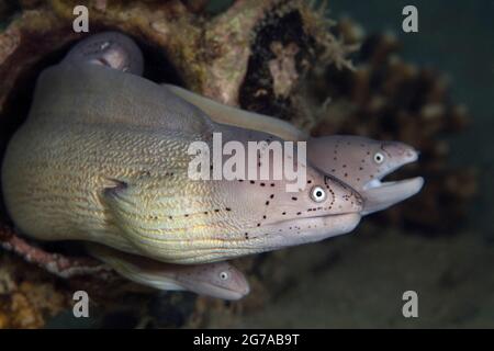 Geometric Moray (Gymnothorax griseus). Mondo sottomarino della barriera corallina vicino Makadi Bay, Hurghada, Egitto Foto Stock