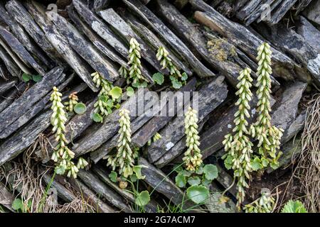 Pennywort, navelwort, umbilicus rupestris, che cresce su un muro di ardesia a motivi tradizionali della Cornovaglia chiamato 'curzyway' o 'Jack and Jill', vicino a Tintagel. Foto Stock