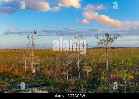 Foresta di cipressi, il Parco Nazionale delle Everglades, Foto Stock