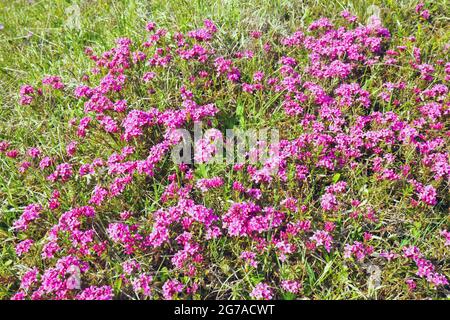 Stone Rösel o Striped Daphne (Daphne Striata) su erba secca Foto Stock