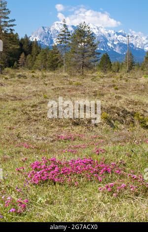 Stone Rösel o Striped Daphne (Daphne Striata) su erba secca Foto Stock