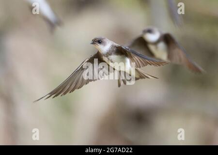 Sand martin, Riparia riparia Foto Stock