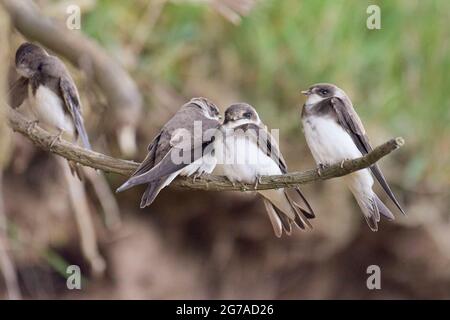 Sand martin, Riparia riparia Foto Stock