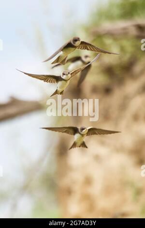 Sand martin, Riparia riparia Foto Stock