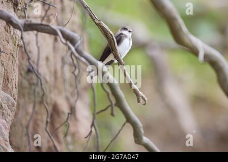 Sand martin, Riparia riparia Foto Stock