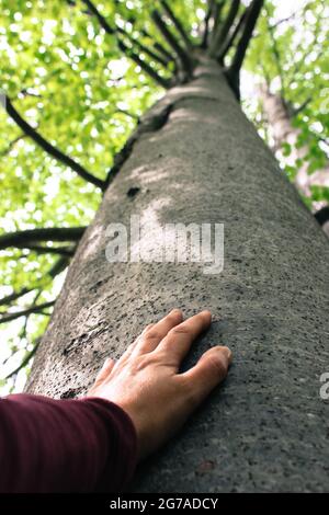 La mano tocca un tronco di albero Foto Stock