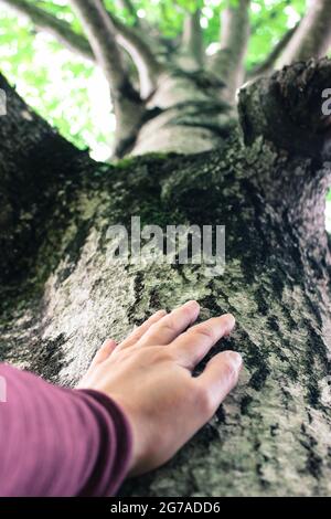 La mano tocca un tronco di albero Foto Stock