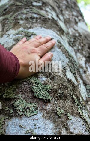 La mano tocca un tronco di albero Foto Stock