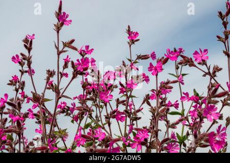 Vivaci campioni rossi, silene dioica, melandrium rubrum. I fiori sono nativi del Regno Unito e sono comuni in primavera e all'inizio dell'estate . Foto Stock