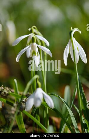 Poco snowdrop, Galanthus nivalis Foto Stock