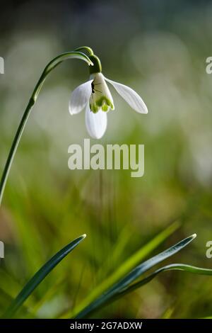 Poco snowdrop, Galanthus nivalis Foto Stock