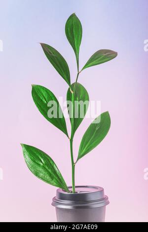 Concetto di caffè ecologico. Pianta che cresce dalla tazza potabile di carta riciclabile. Consumo consapevole di rifiuti zero per salvare l'ecologia del nostro pianeta Foto Stock