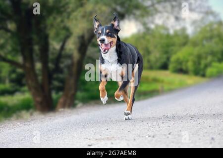 Il cane felice sta correndo con le orecchie flappy, Appenzeller Sennenhund Foto Stock
