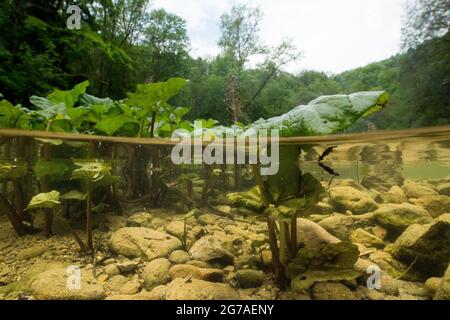 Corso d'acqua di Orbe nel Giura di Vaud Foto Stock