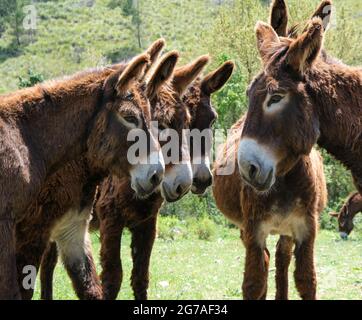 Asini in un campo in Sicilia, Italia, 2021 Foto Stock