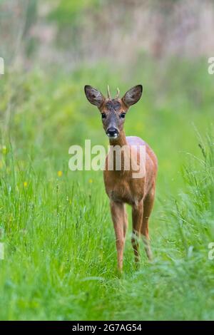 Roebuck (Capreolus capreolus) su un percorso erboso foresta, primavera, maggio, Assia, Germania Foto Stock