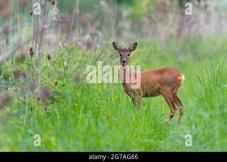 Roebuck (Capreolus capreolus) su un percorso erboso foresta, primavera, maggio, Assia, Germania Foto Stock