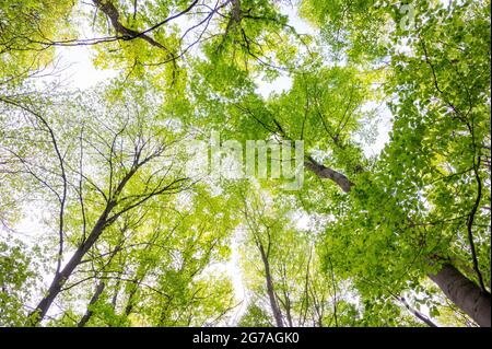 Faggeta in primavera, maggio, Assia, Germania Foto Stock