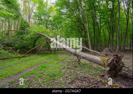 Albero caduto dalla tempesta su un percorso forestale, primavera, maggio, Assia, Germania Foto Stock