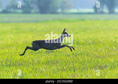 Jumping caprioli (Capreolus capreolus) in un prato, primavera, maggio, Assia, Germania Foto Stock