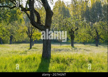 Prato di frutteto in primavera, maggio, Assia, Germania Foto Stock