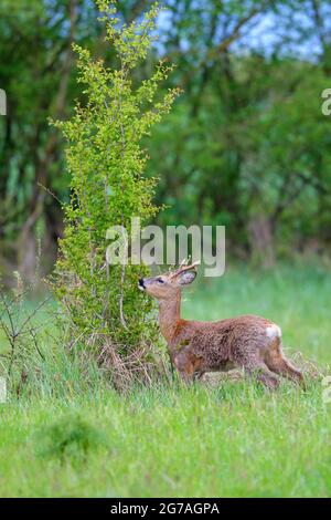 Roebuck (Capreolus capreolus) pascola su un cespuglio, primavera, maggio, Assia, Germania Foto Stock