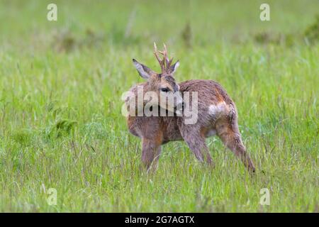 Roebuck (Capreolus capreolus) che si adora in un prato, primavera, maggio, Assia, Germania Foto Stock