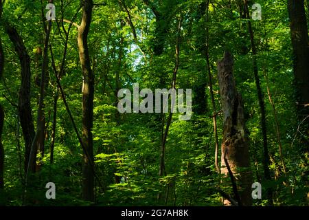 La luce del sole splende attraverso le cime degli alberi in estate in una foresta decidua, gli alberi portano belle foglie verdi Foto Stock