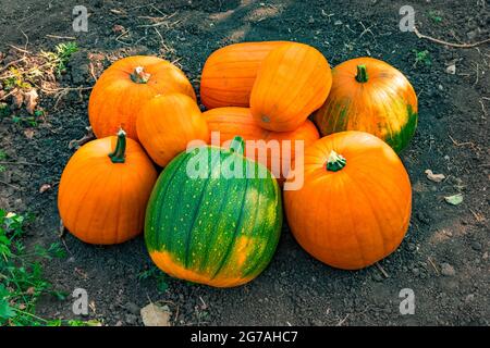 Diverse varietà di zucchine sul terreno. Verdure colorate. Raccolta. Foto Stock