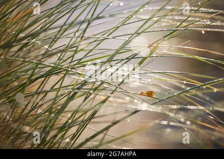 Europa, Danimarca, Jutland settentrionale. Mattina rugiada nelle dune e una lumaca su uno dei gambi. Foto Stock