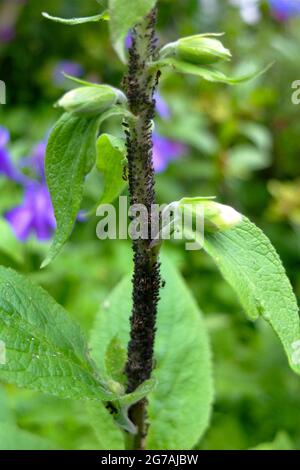 Afidi (Aphidoidea) su guanti di fossa (Digitalis purpurea) Foto Stock