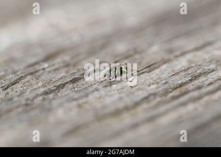 Comune waspiny digger wasp (Oxybelus) su legno Foto Stock