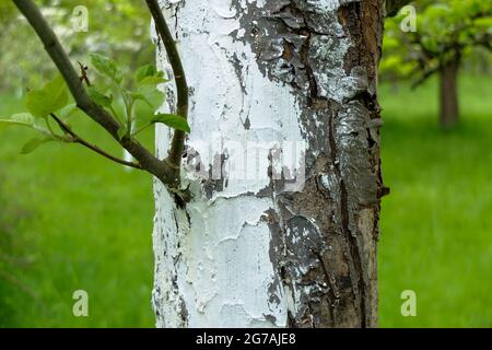 Albero di mela (Malus domestica) rivestito di calce Foto Stock