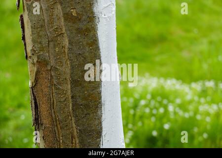 Albero di mela (Malus domestica) rivestito di calce Foto Stock