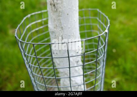 Protezione degli alberi per proteggere la corteccia dai danni causati da animali selvatici Foto Stock