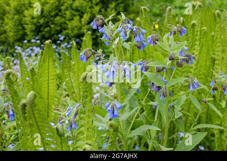 Comune comfrey, fremito selvatico (Symphytum officinale) con felce nel letto Foto Stock