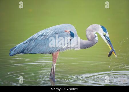 Grande airone blu (Ardea herodias) che cattura il pesce, Isola di Sanibel, J.N. Ding Darling National Wildlife Refuge, Florida, USA Foto Stock