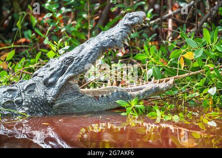 Alligatore americano (Alligator missispiensis), aprendo le sue mascelle, Sanibel Island, J.N. Ding Darling National Wildlife Refuge, Florida, USA Foto Stock