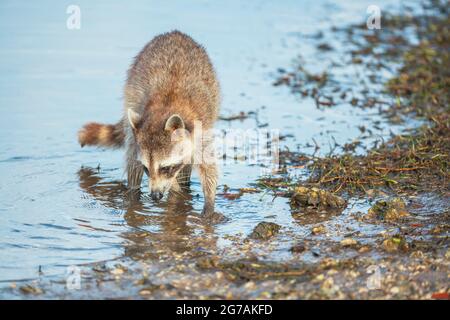 Raccoon (Procyon lotor) alla ricerca di cibo, Sanibel Island, J.N. Ding Darling National Wildlife Refuge, Florida, USA Foto Stock
