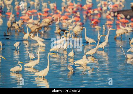 Gruppo di grandi garzette bianche (Ardea alba) e rosate Spoonbets (Platalea ajaja) pesca, Sanibel Island, J.N. Ding Darling National Wildlife Refuge, Florida, USA Foto Stock