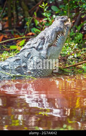 Alligatore americano (Alligator missispiensis), Isola di Sanibel, J.N. Ding Darling National Wildlife Refuge, Florida, USA Foto Stock