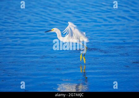 Snowy Egret (Egretta thula) volo di partenza, Sanibel Island, J.N. Ding Darling National Wildlife Refuge, Florida, USA Foto Stock