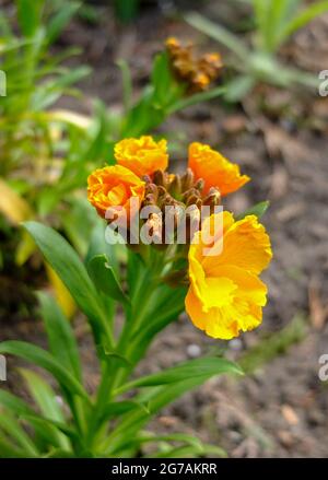 La lacca d'oro (Erysimum cheiri) Foto Stock