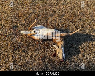 Roadkill corpo di un cervo morto con sangue nella caduta nella Georgia rurale Foto Stock